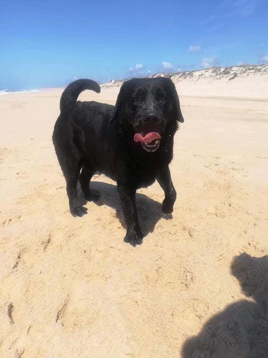 Labrador Retriever com LOP e microchip.