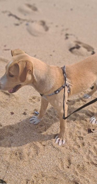 Doa-se cão com 8 meses