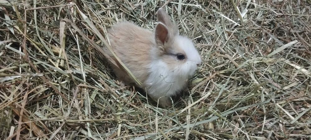 Sprzedam 2 króliczki miniaturki