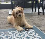 Maltipoo maltanczyk pudelek