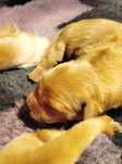 Golden Retriever linia amerykańska