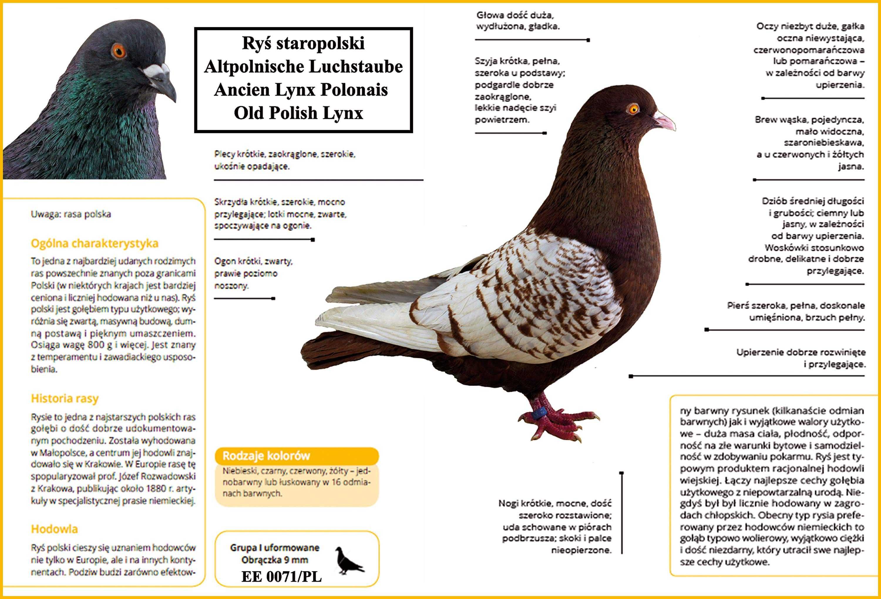 GOŁĘBIE  HODOWLANE - encyklopedia