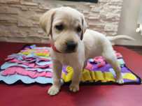 Labrador LABIK Retriever - badania genetyczne i RTG