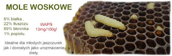 Mole woskowe 100szt bardzo duże larwy Wybierane w dzień wysyłki