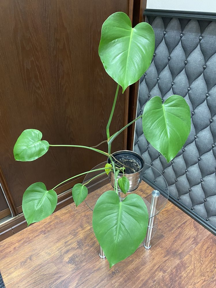 Monstera kwiat doniczk