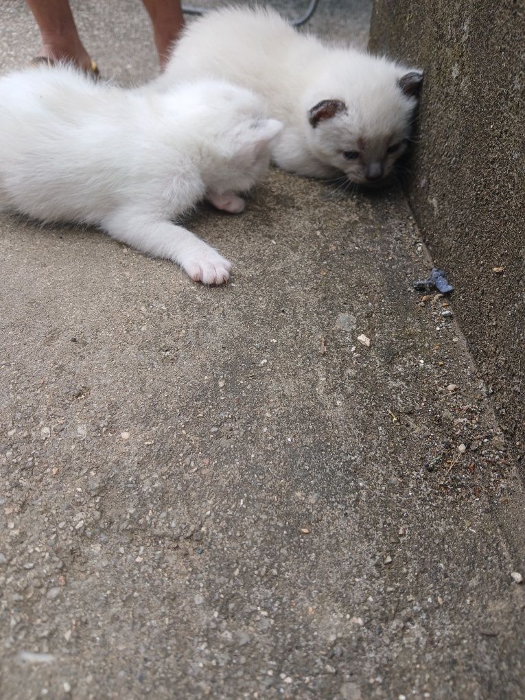 Gatos para adoção