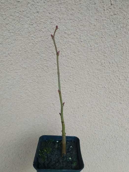 Липа.Саджанці.Широколиста та серцелиста