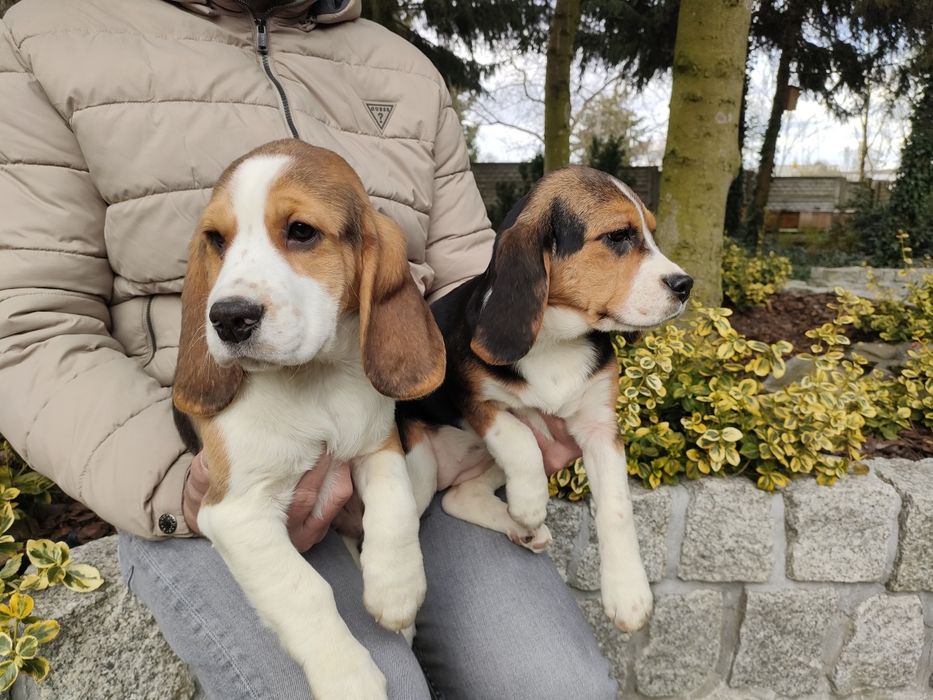 Beagle sunia piękna