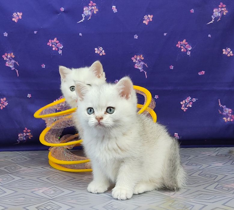 Чистокровні кошенята скотіш страйт
