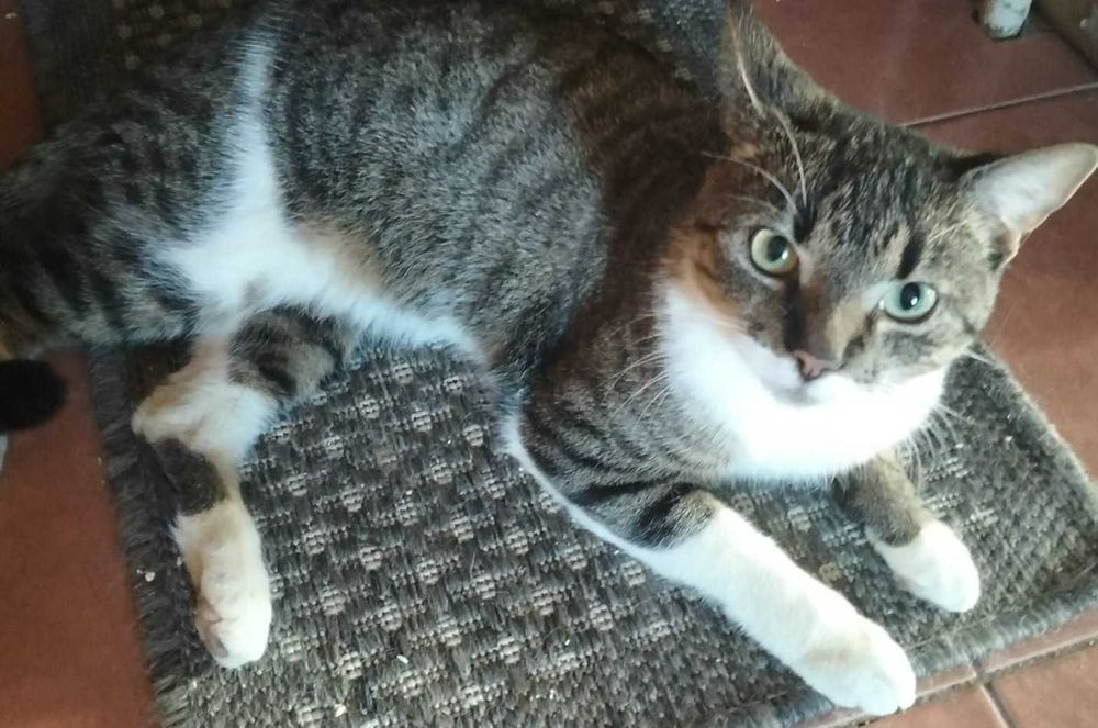 Słodki Lakuś prosi o domek.