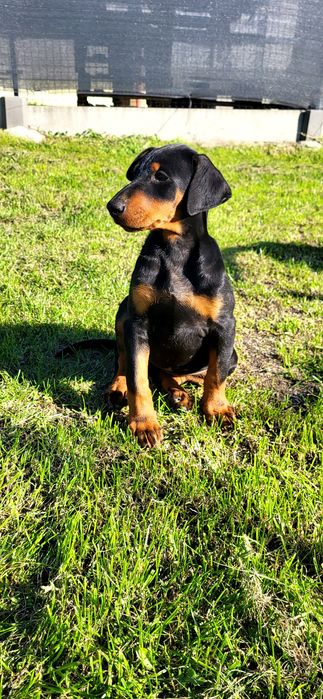 Doberman  suczka