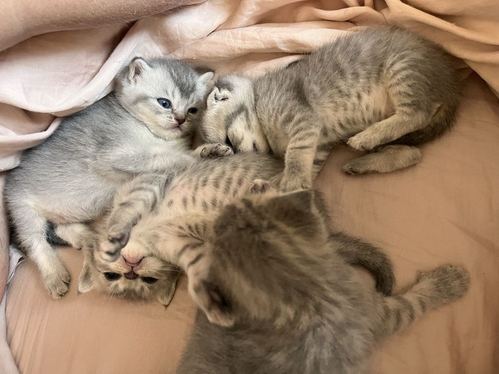Кошенята шотландські висловухі та прямовухі, скотіш фолл, страйт