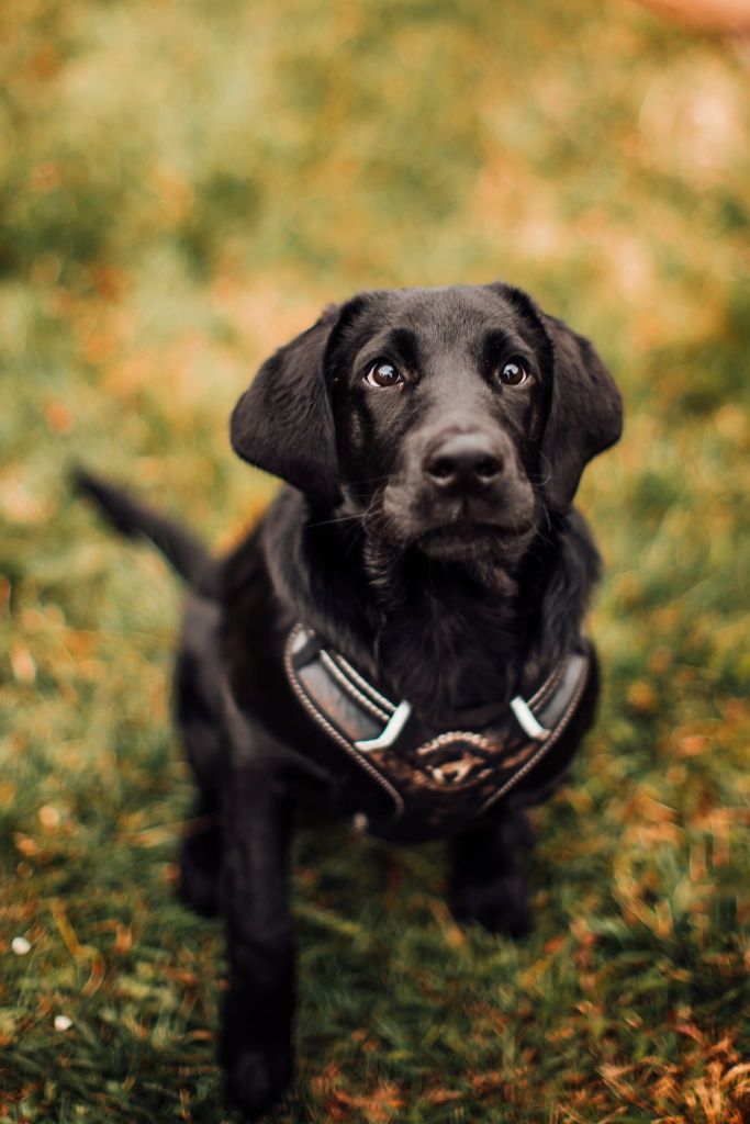 Labrador do adopcji, szczeniak