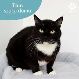 Łagodny kocurek do adopcji! Poznajcie Toma!