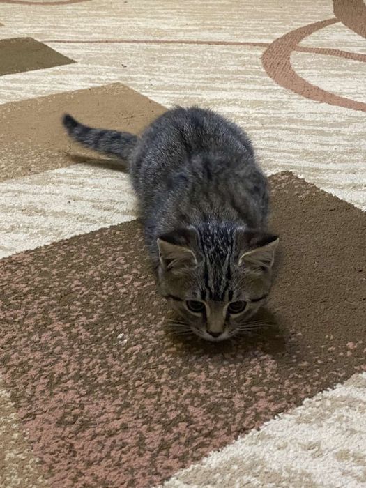 Віддам в добрі руки!