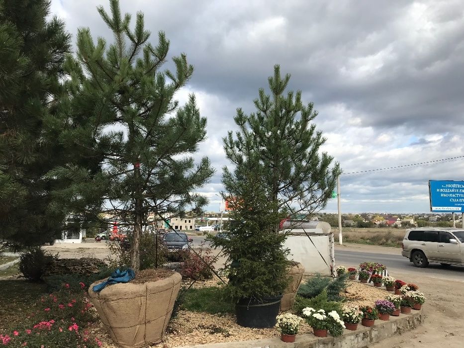 Сажанці сосна кримська Береза клен липа платан Туя