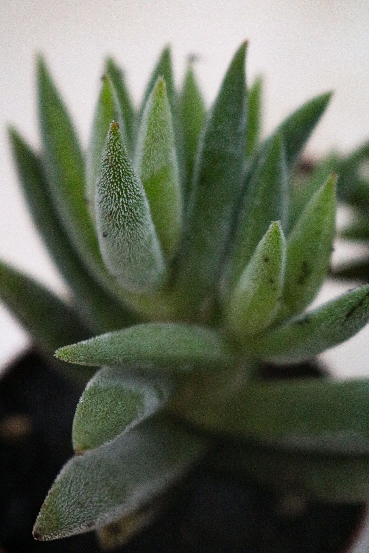 Vendo crassula tenelli