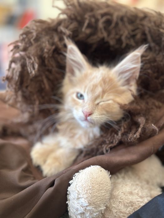 Rudy kremowy kocurek maine coon Fife