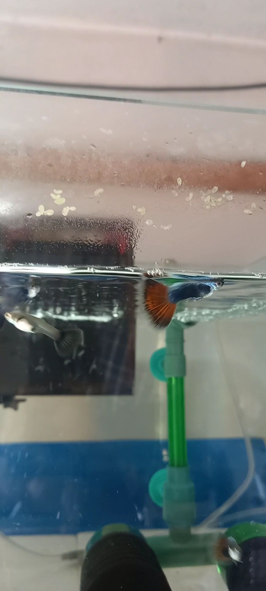Guppy  lazuli hb red tail delta