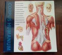 Corpus humanum.  Atlas do corpo humano. Enfermagem