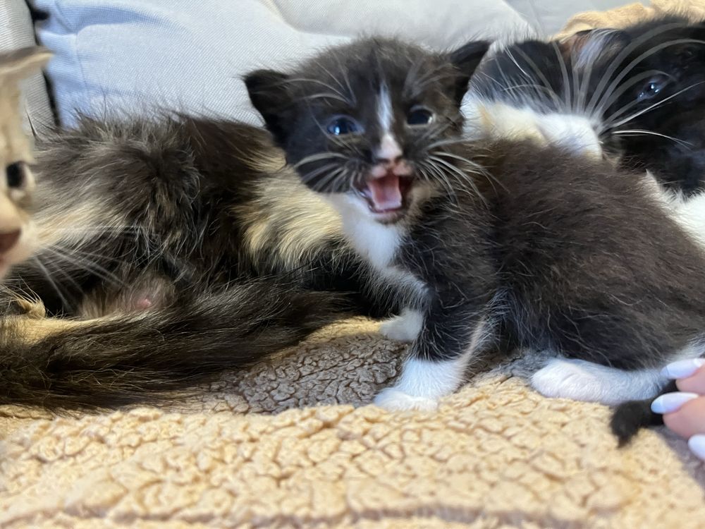 Море муркотіння у ваш дім!