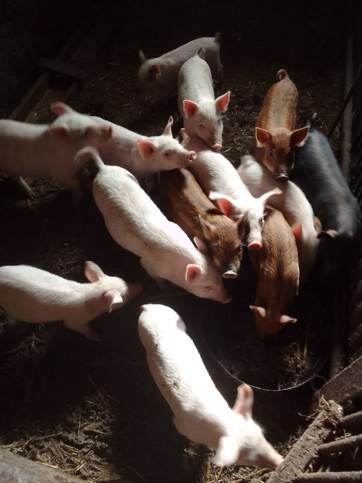 Sprzedam prosięta białe i mangalice