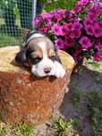 Piesek rasy Beagle po rodzicach z ustalonym profilem DNA