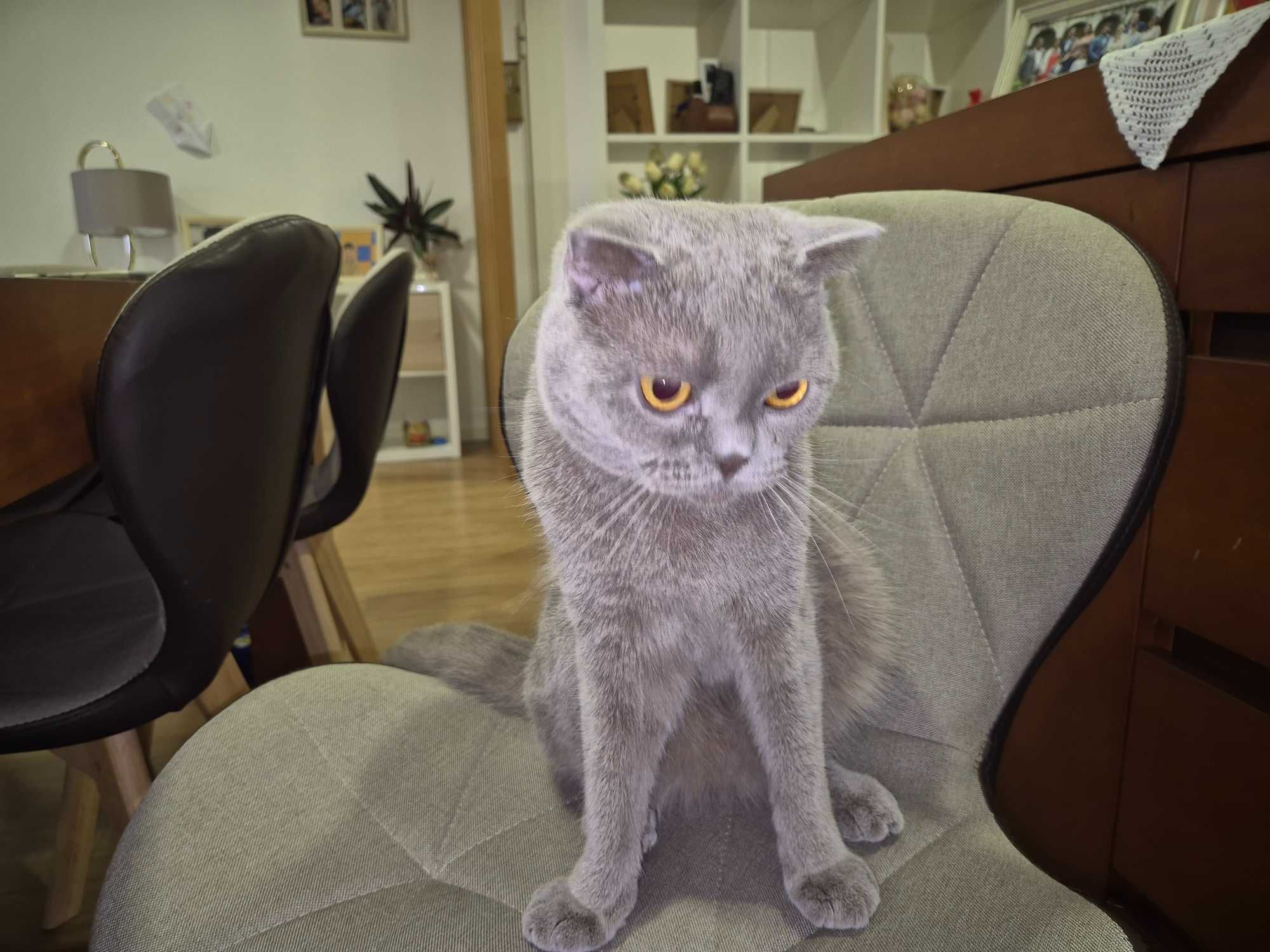 Sanita limpeza automática gato,doseador de comida de gato programavel.