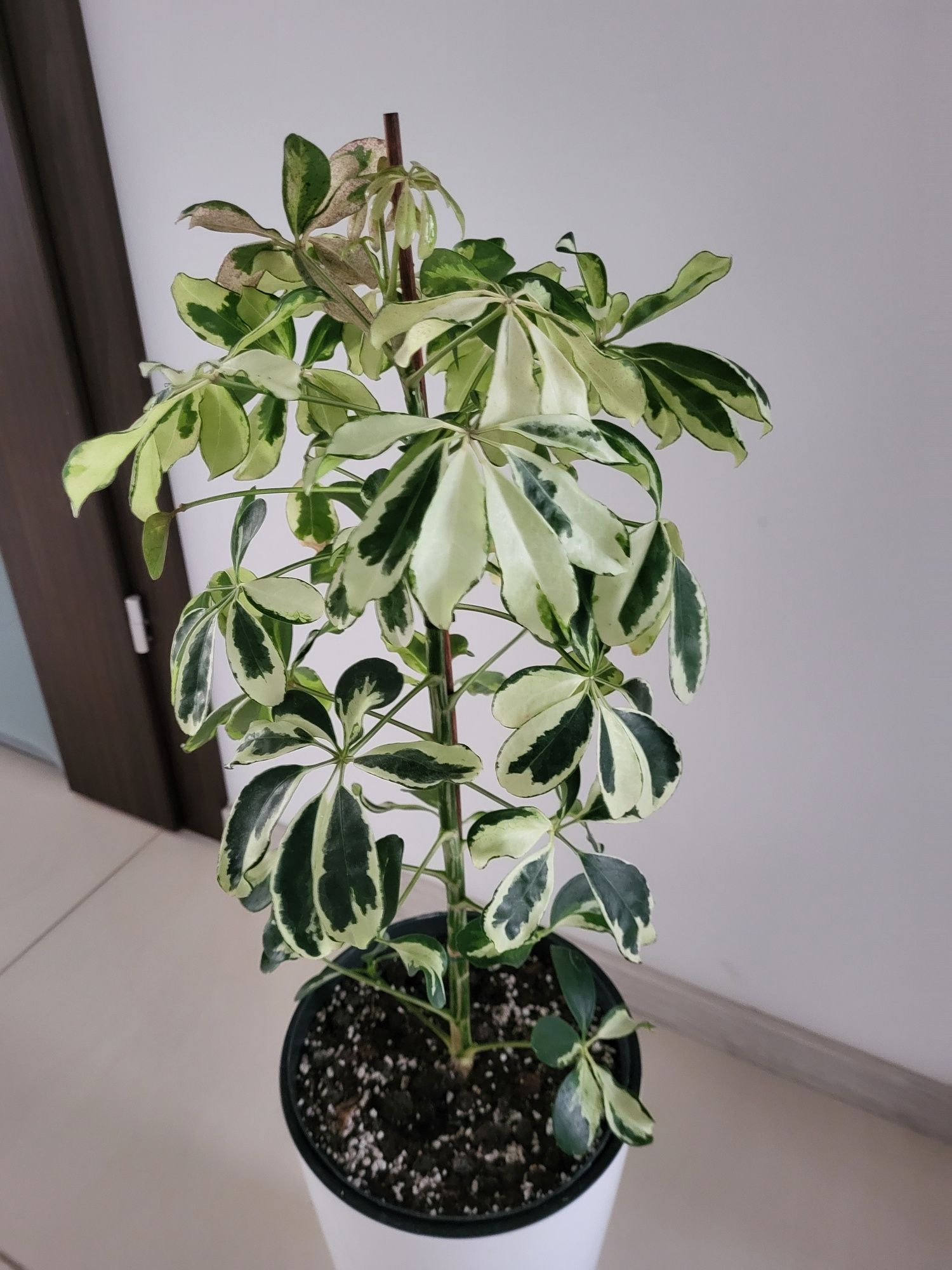 Szefleta Janinę arboricola