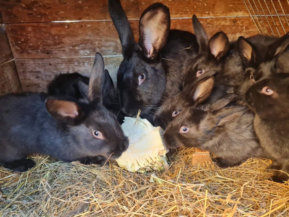 Кролі породи "Гавана", молоді вакциновані