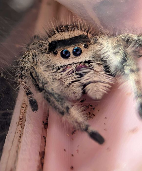 phidippus regius (bahamas) 30 szt