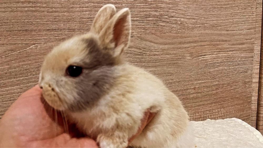 Кролик міні декоративний
