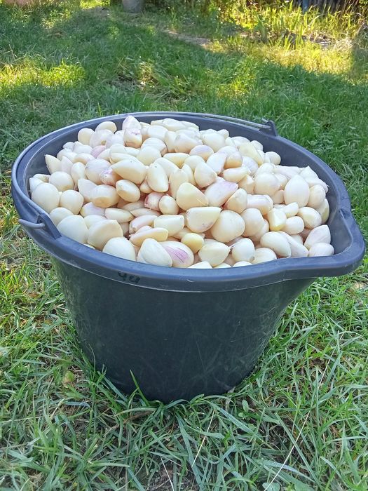 Часник чищений 100грн/кг