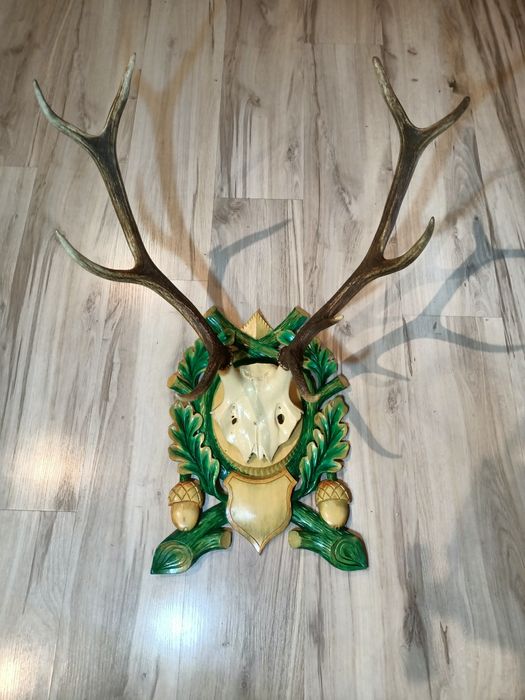 Piękne trofeum poroże jelenia medalion zrzut