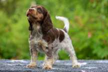 Polski spaniel myśliwski