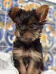 Yorkshire Terrier excelente qualidade
