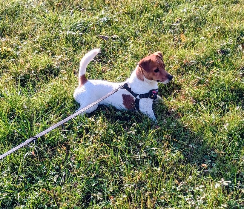 Suczka Jack Russell Terrier miot G