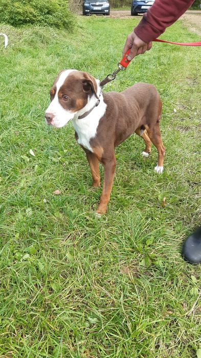 Śliczny młody piesek Dexter do adopcji ze schroniska.