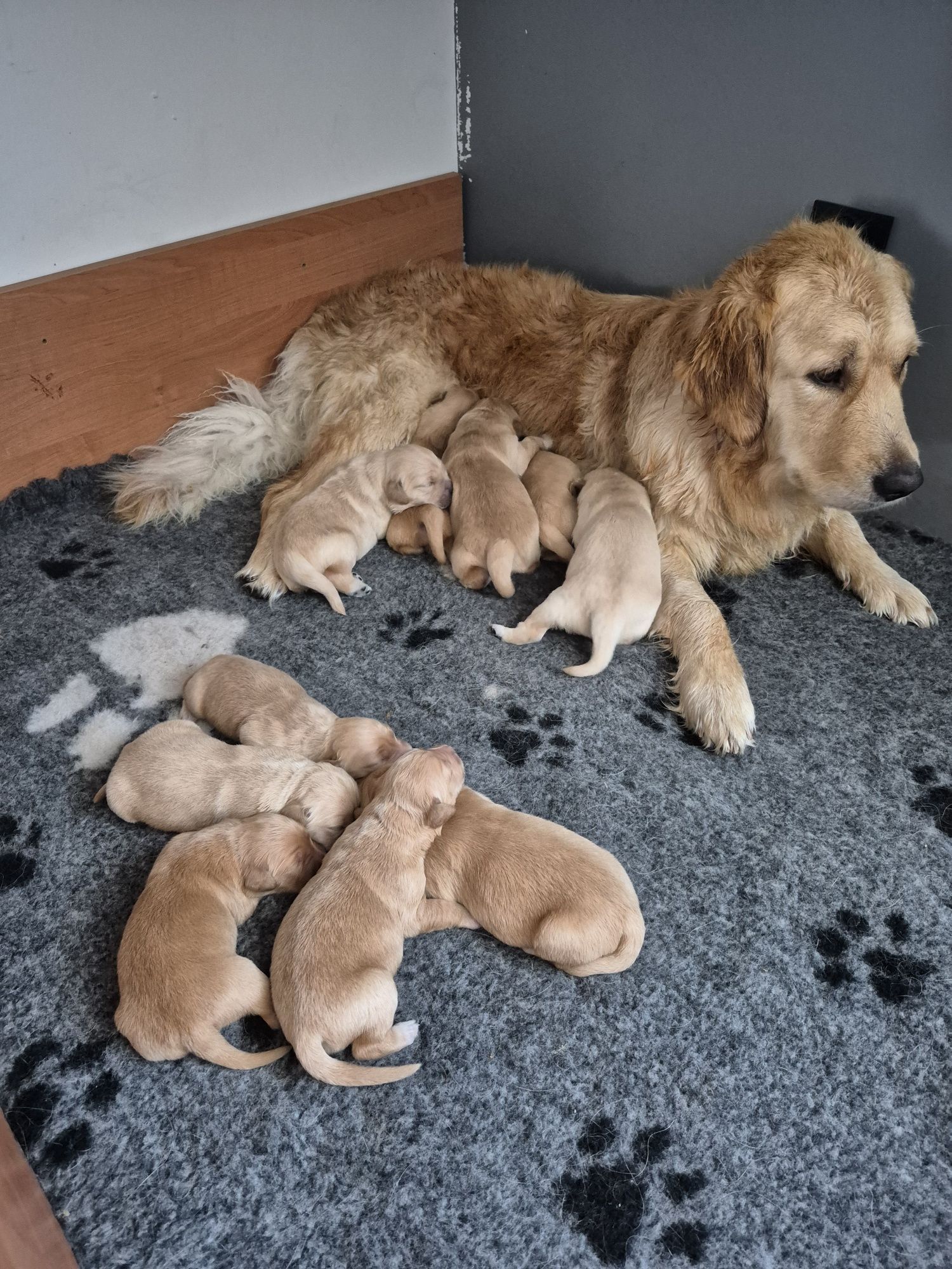 Golden Retriever - złota suczka , do odbioru po 20 sierpniat