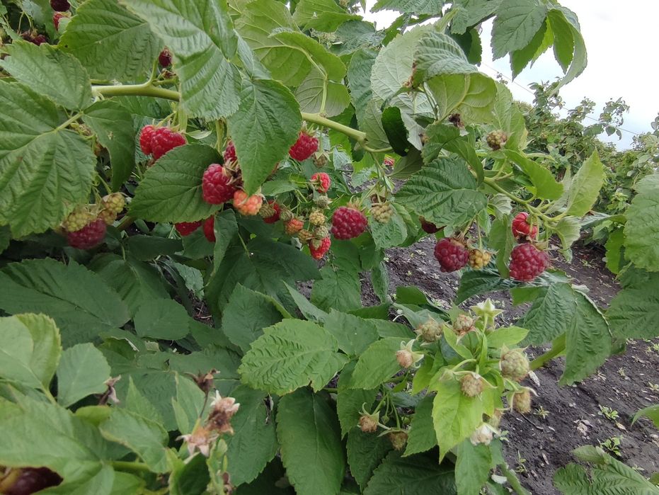 Саджанці малини  Джоанджей, Зюг_ана, жовта