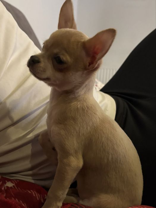 Chihuahua suczka ostatnia