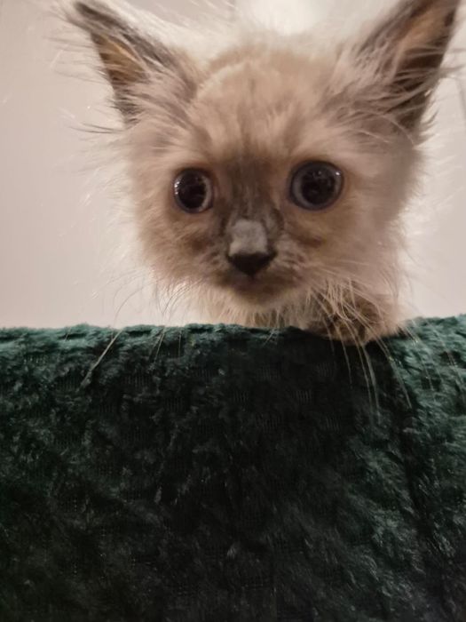 po Championach rodowód FPL FIFE Neva Masquerade kotka kot Syberyjski