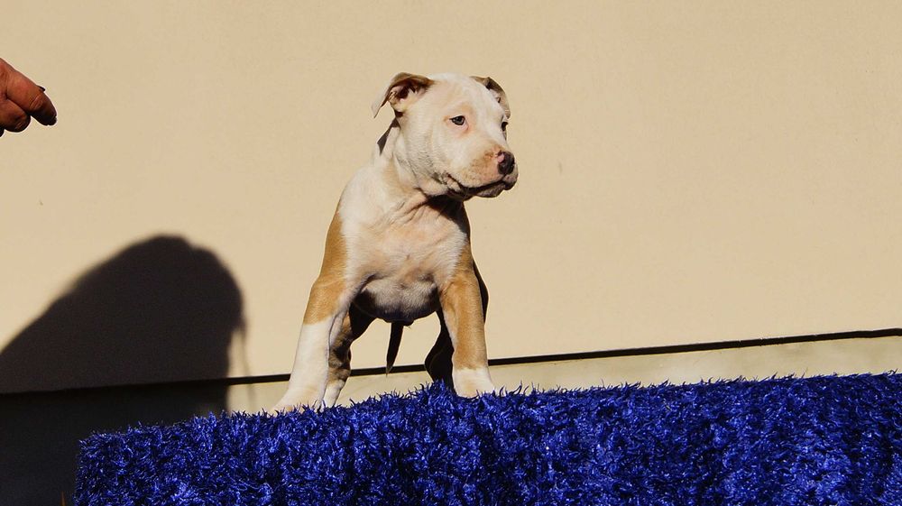 Lolek, mocny samiec Amstaff,  szczeniak z rodowodem,  do odbioru