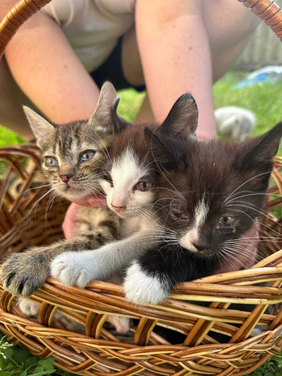 Кошенята дуже милі