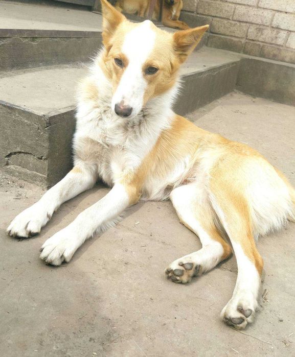 Стерилізована Лола в добрі руки