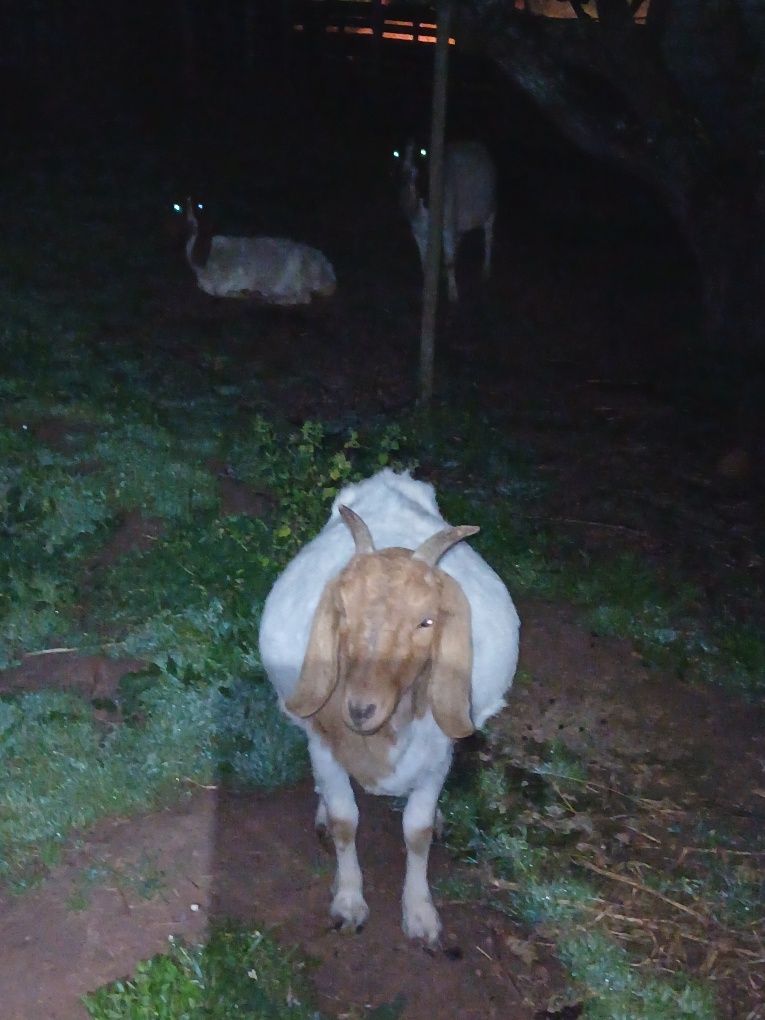 Vendo cabra boer com 3 anos