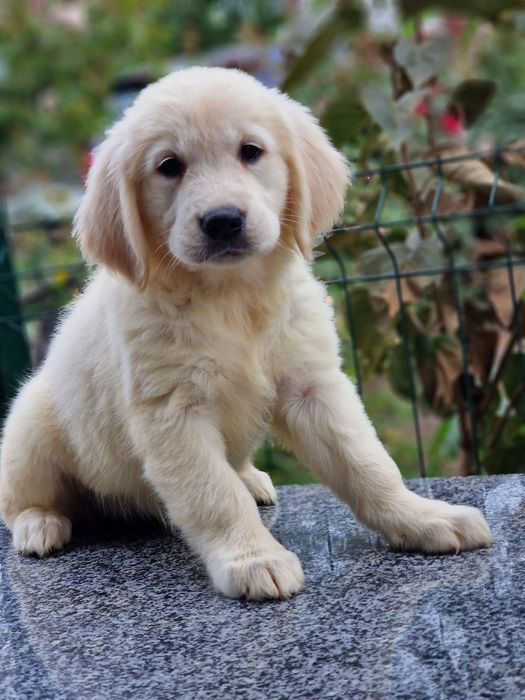 Цуценята золотистого ретривера