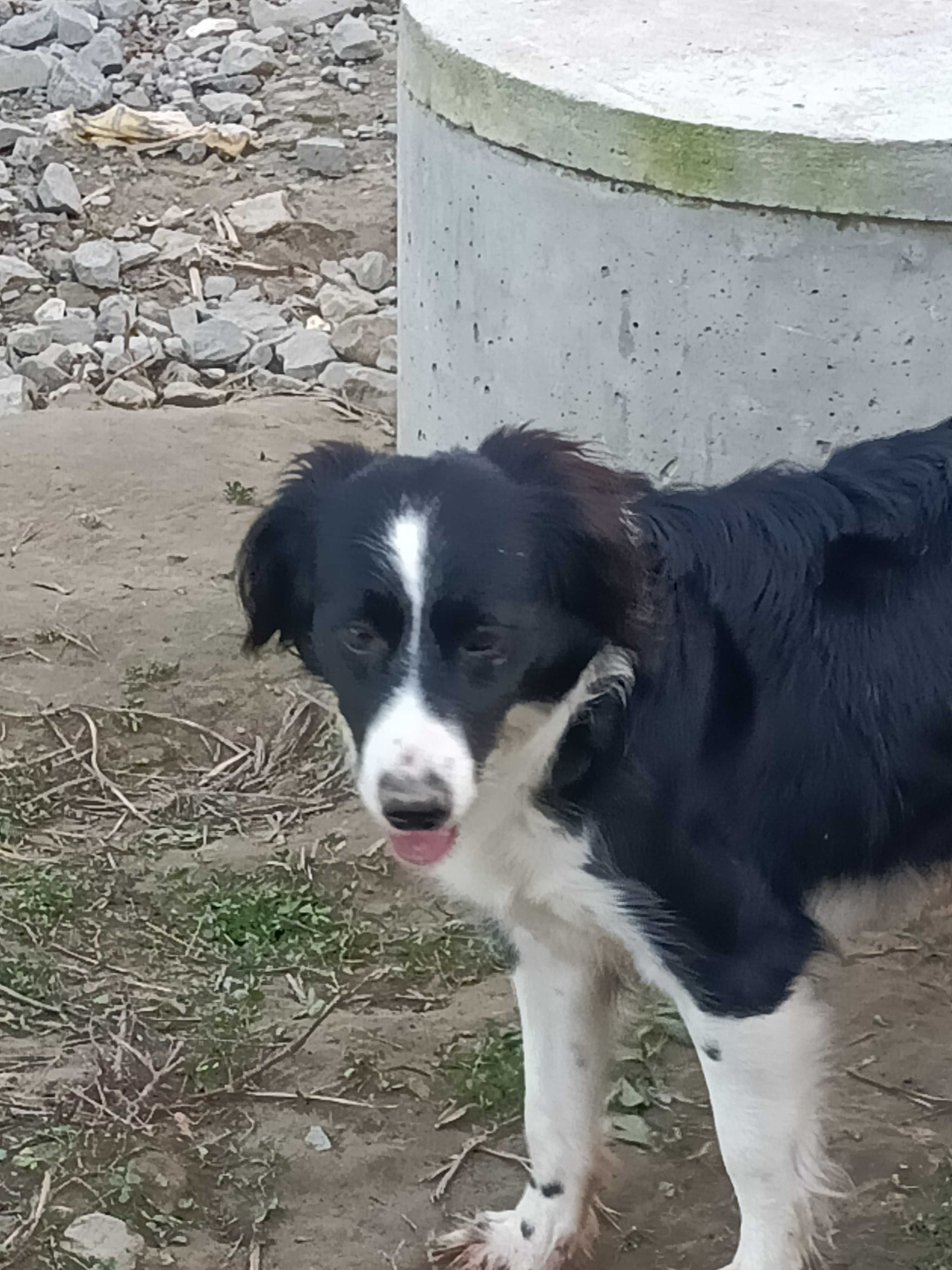 Border Collie -gotowe do odbioru