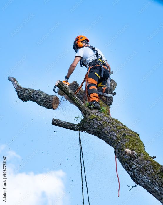 Wycinka drzew,Usługi pilarskie