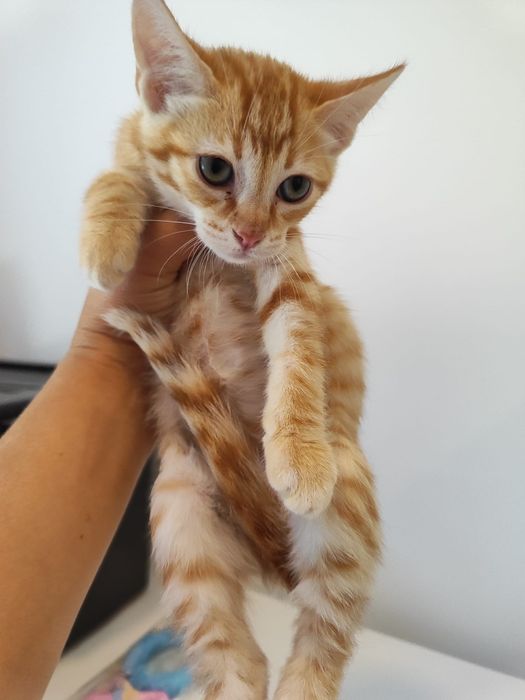 Gatinhos machos para adoção